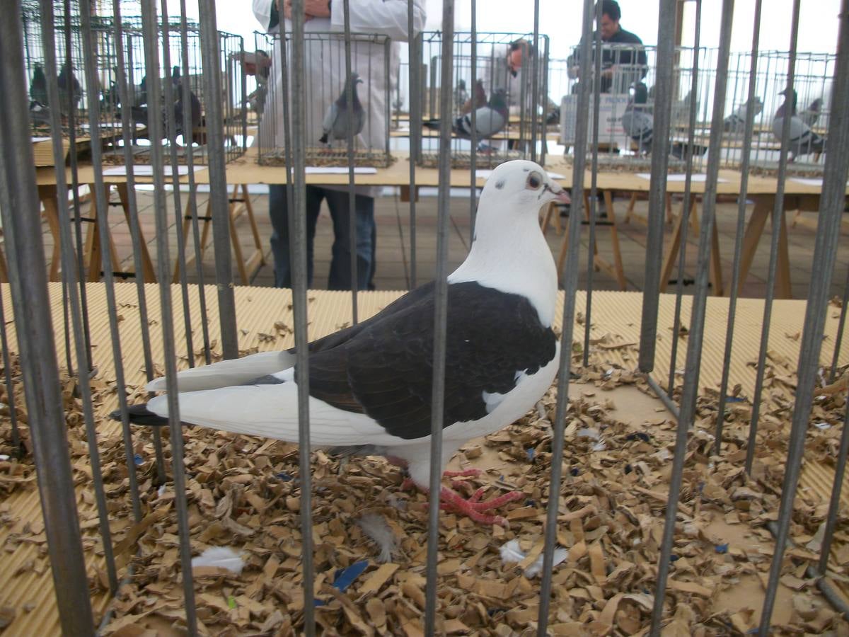 Exposición regional de palomas mensajeras en El Franco