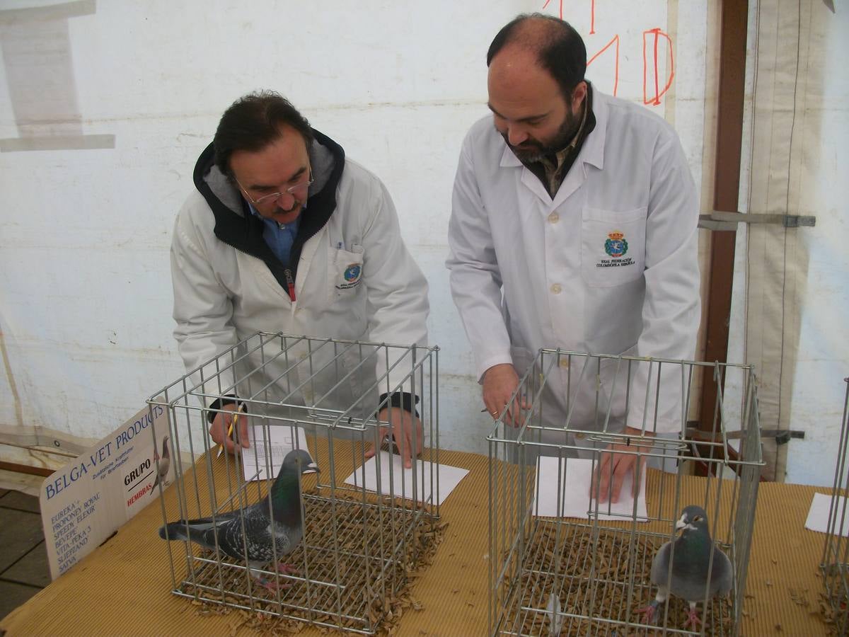 Exposición regional de palomas mensajeras en El Franco