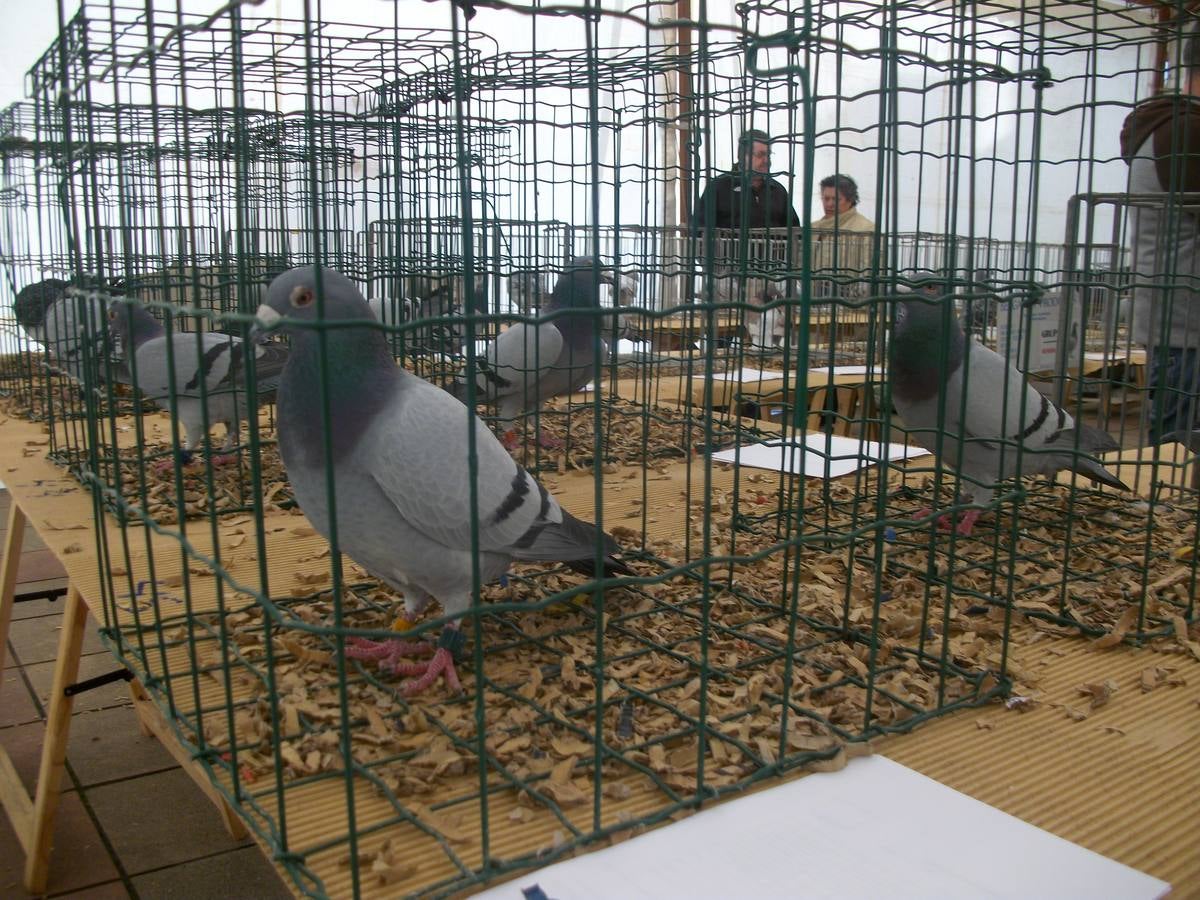 Exposición regional de palomas mensajeras en El Franco