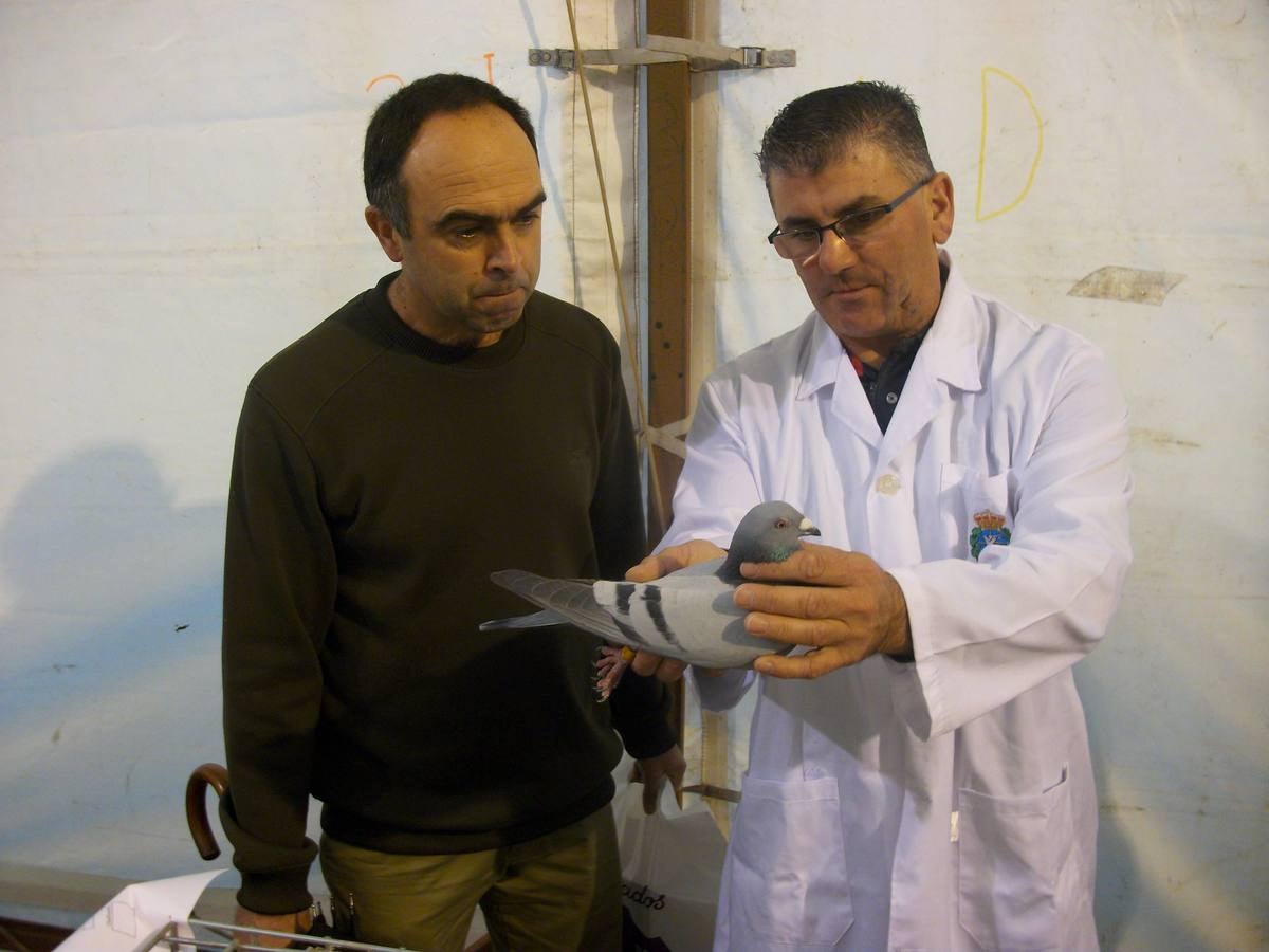 Exposición regional de palomas mensajeras en El Franco