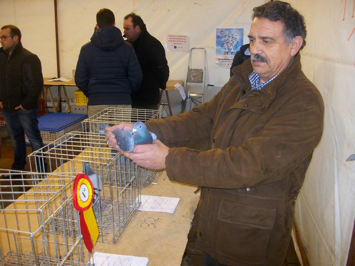 Exposición regional de palomas mensajeras en El Franco