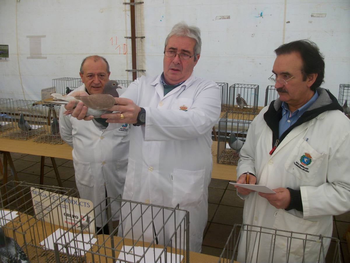 Exposición regional de palomas mensajeras en El Franco