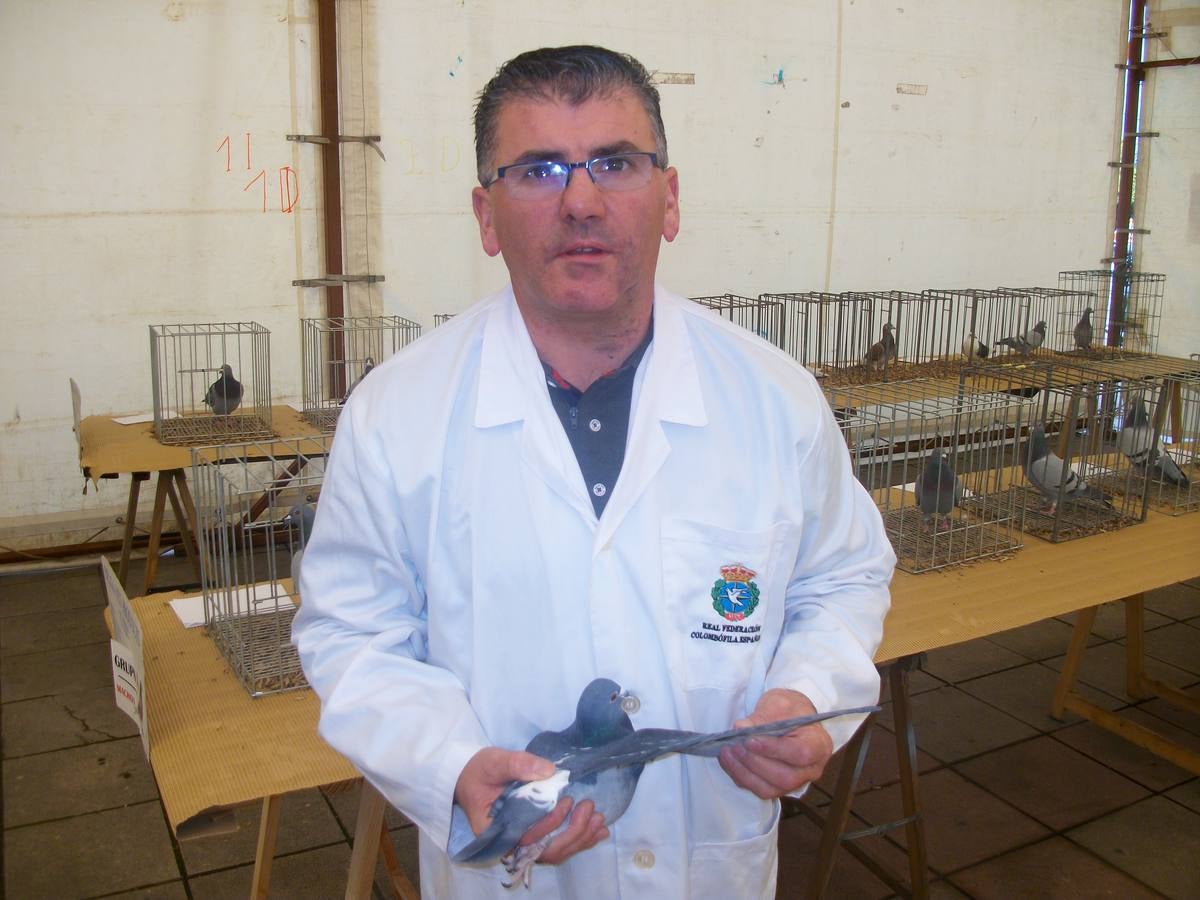Exposición regional de palomas mensajeras en El Franco