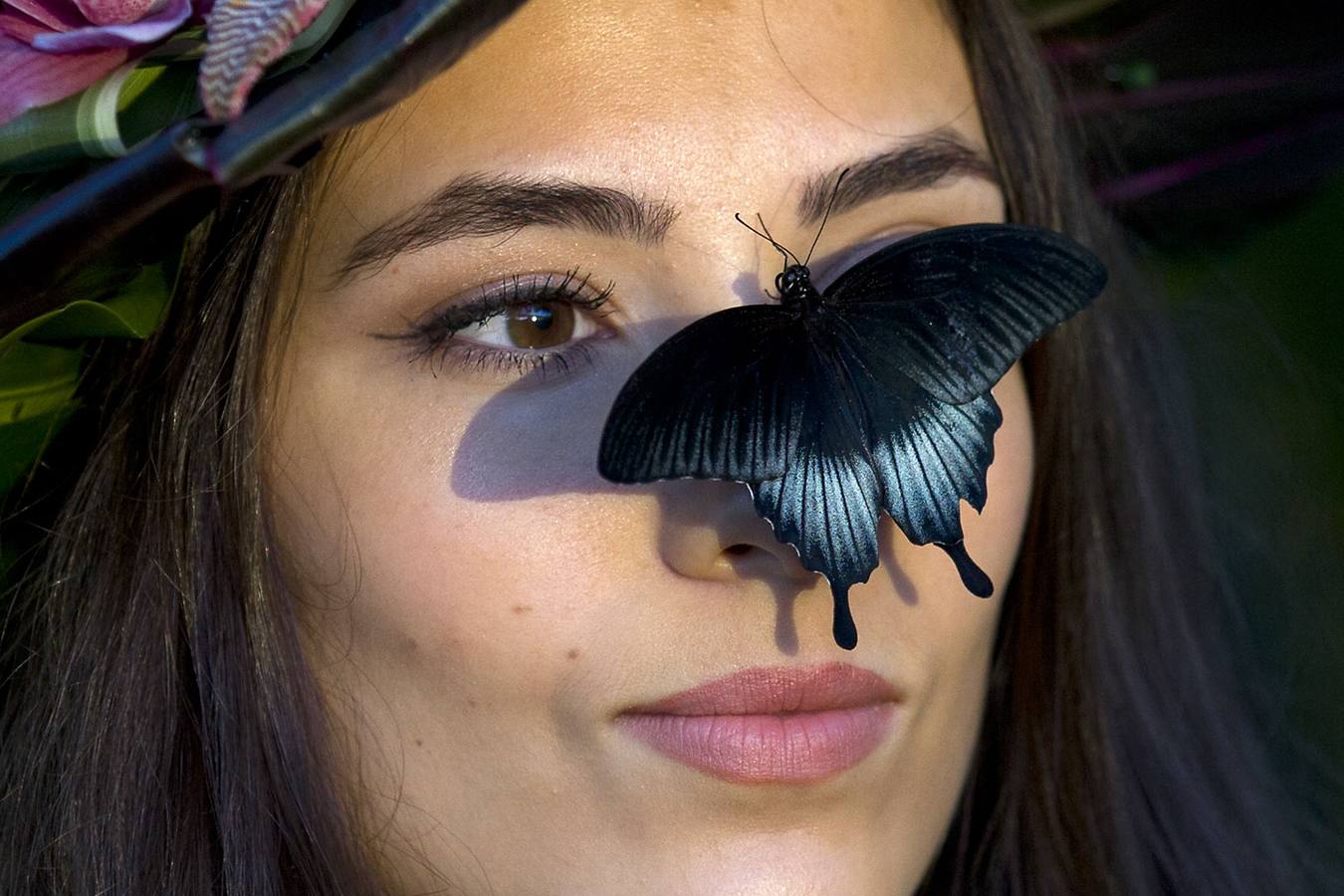 Exposición de mariposas