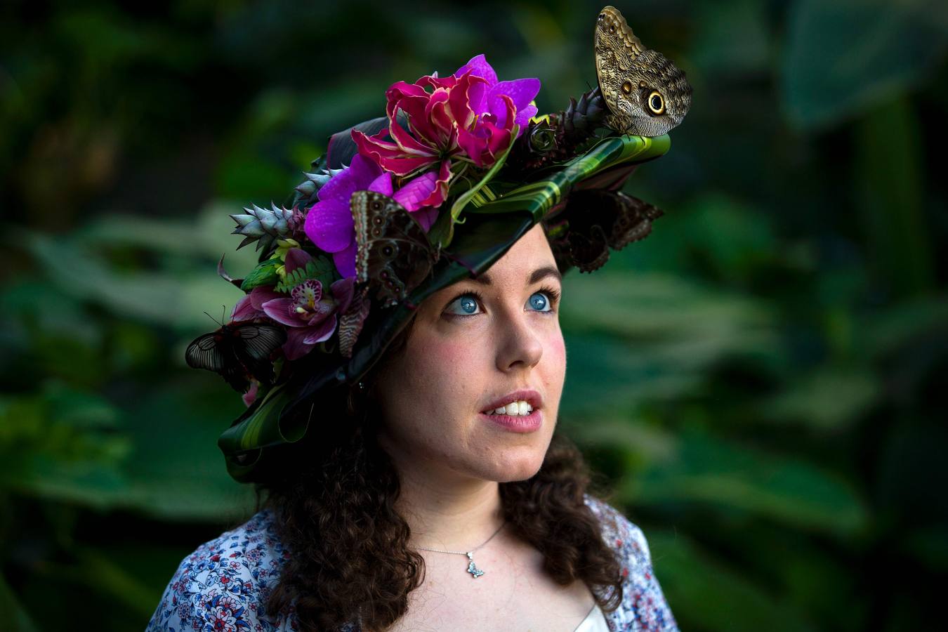 Exposición de mariposas