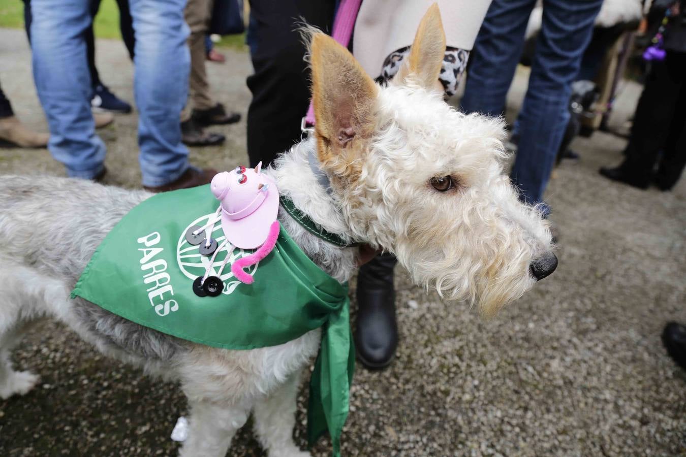 Bendición de las mascotas en Parres