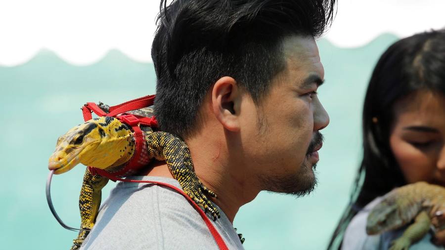 Concurso de mascotas exóticas