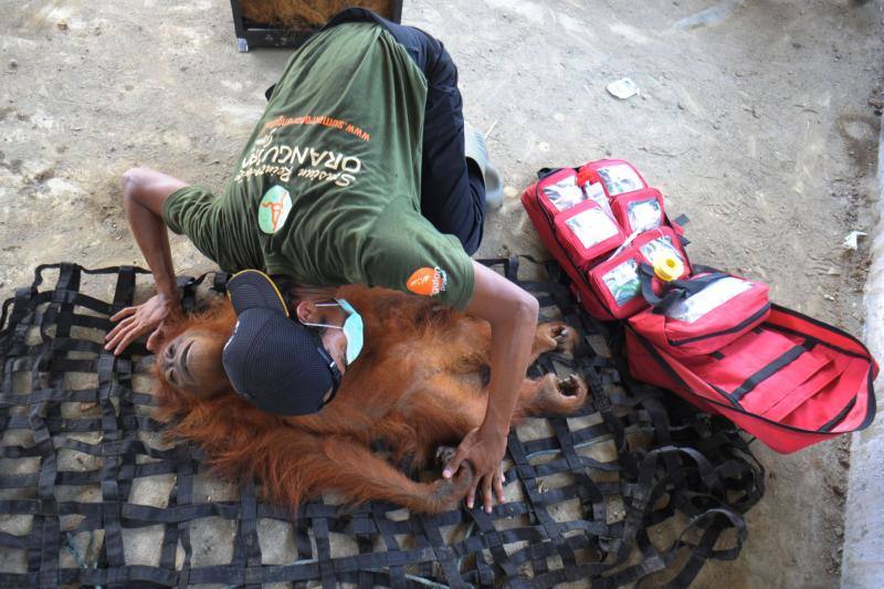 Salvar a los orangutanes, objetivo en Sumatra