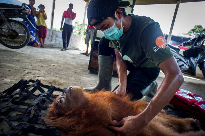 Salvar a los orangutanes, objetivo en Sumatra