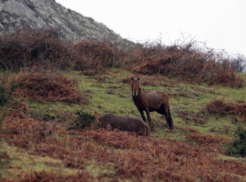 A la caza del caballo del Sueve