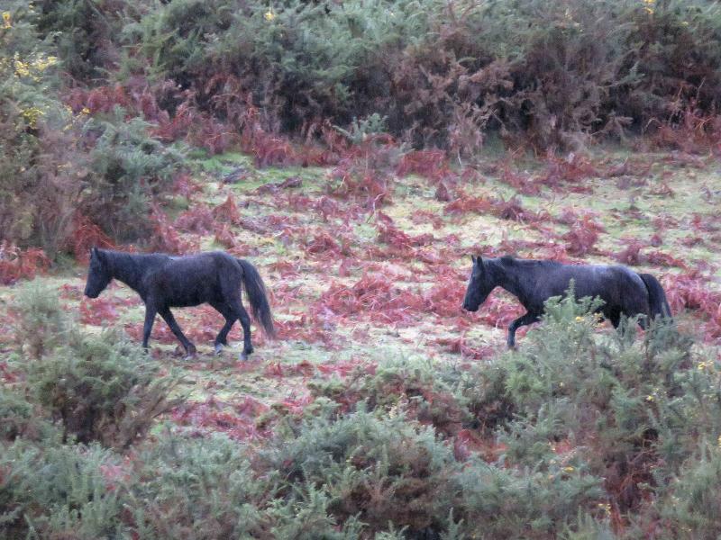 A la caza del caballo del Sueve