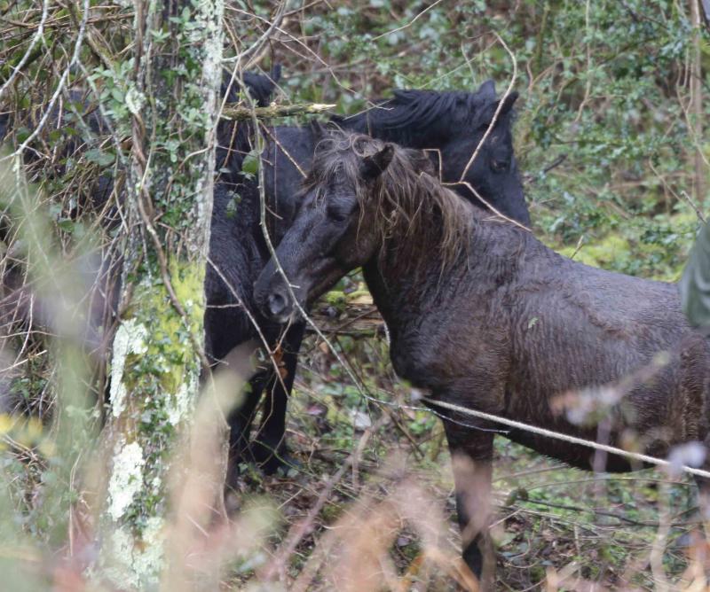 A la caza del caballo del Sueve