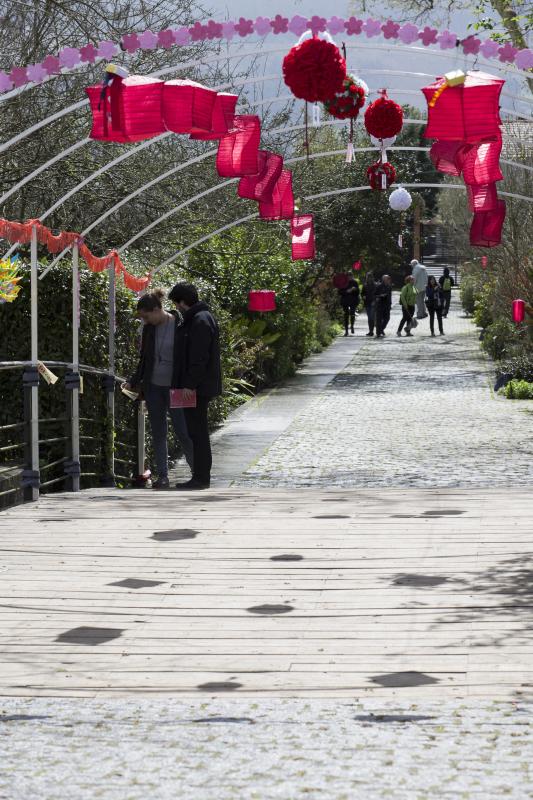 Flores de papel en el Botánico