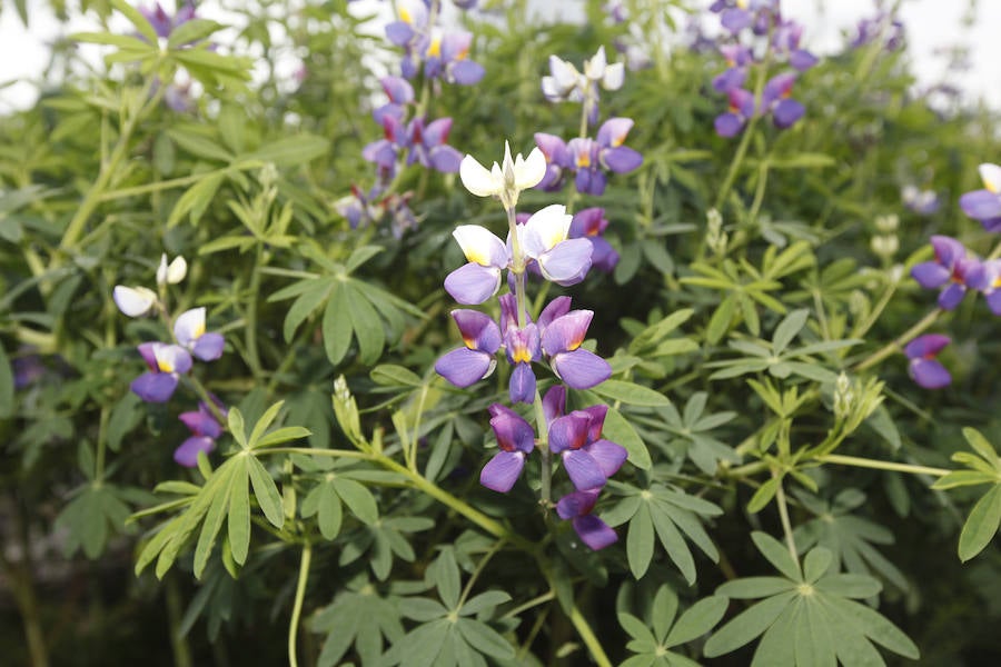 Jornada de puertas abiertas en el Jardín Botánico de Gijón