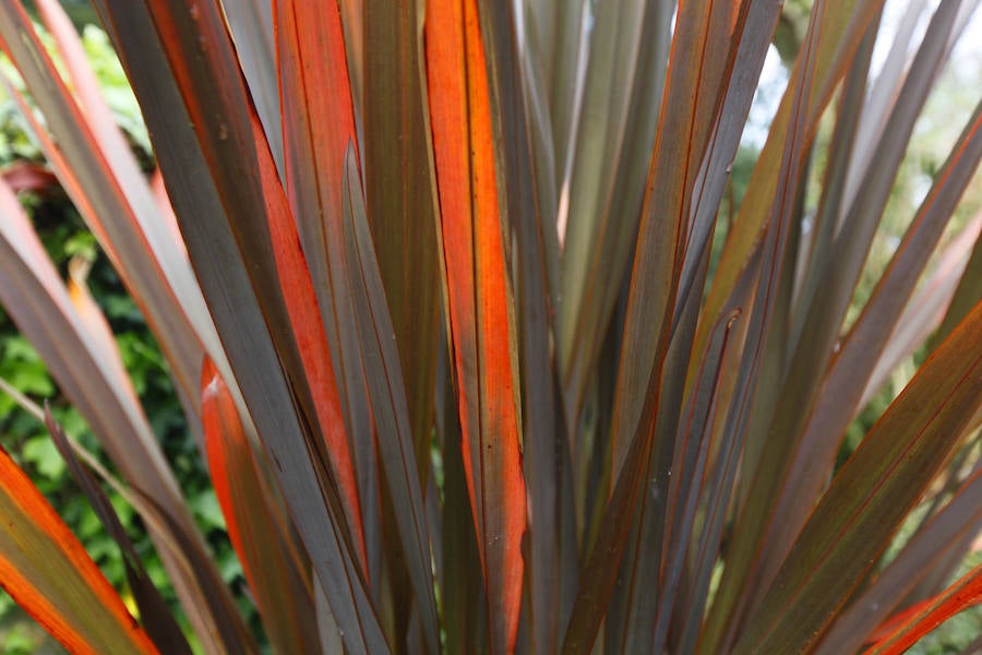 Jornada de puertas abiertas en el Jardín Botánico de Gijón