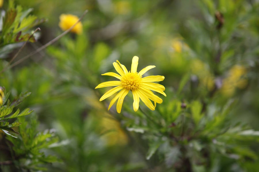 Jornada de puertas abiertas en el Jardín Botánico de Gijón