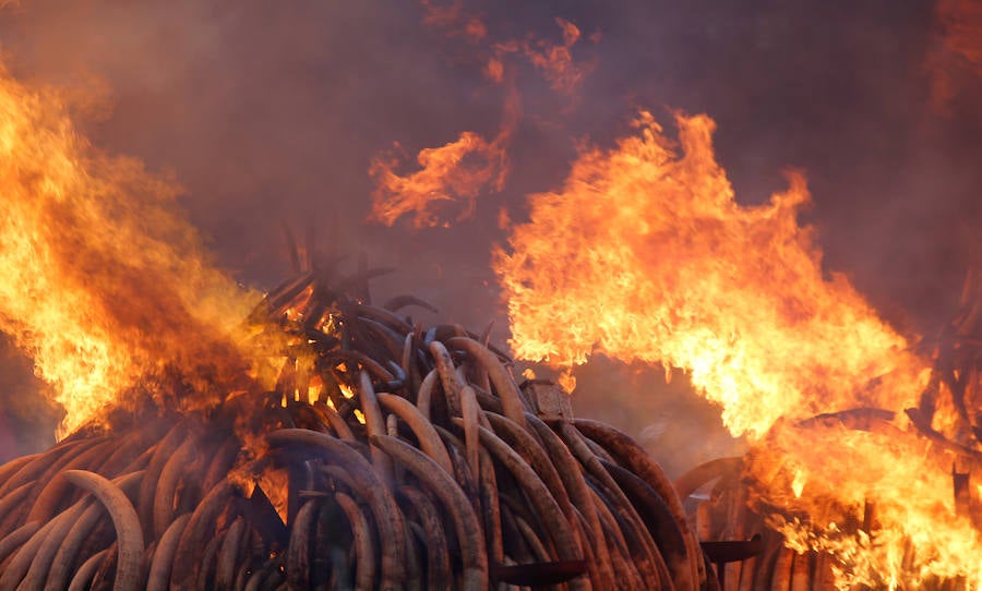 Arden los colmillos de 6.700 elefantes en Kenia