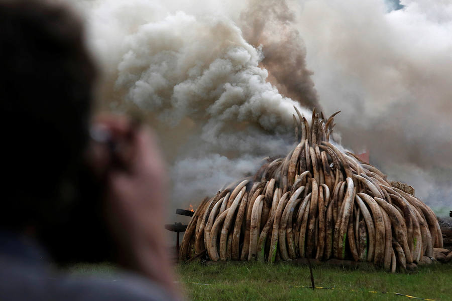 Arden los colmillos de 6.700 elefantes en Kenia