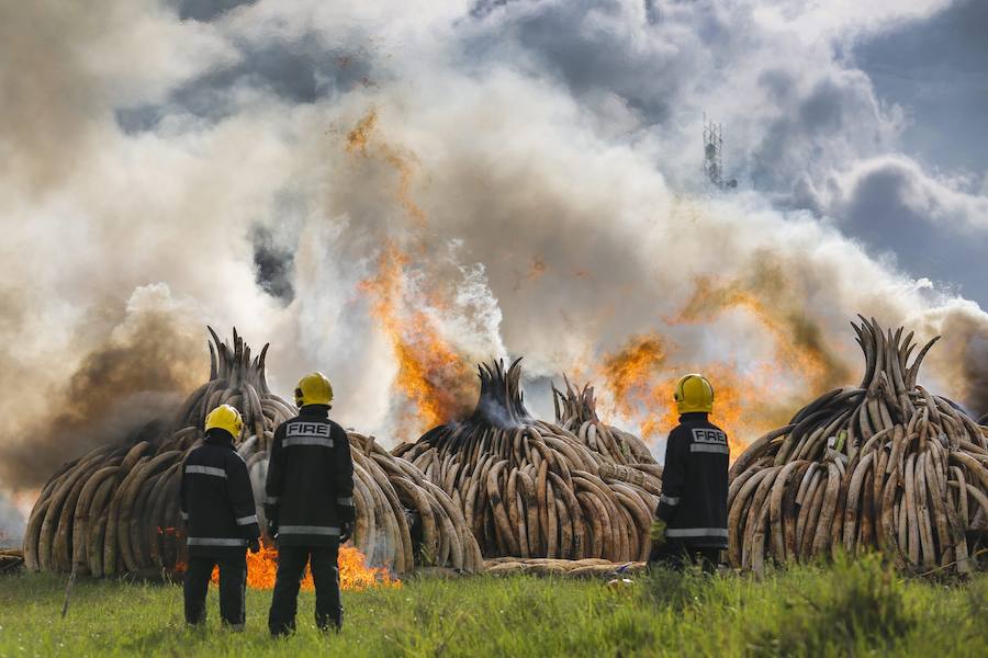 Arden los colmillos de 6.700 elefantes en Kenia