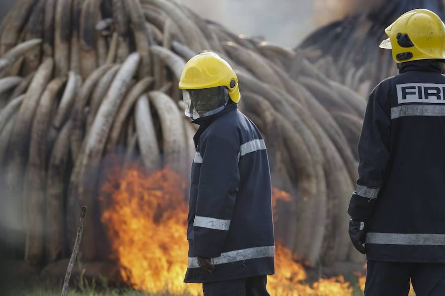 Arden los colmillos de 6.700 elefantes en Kenia