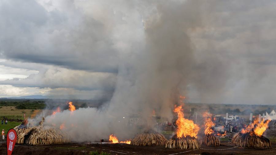 Arden los colmillos de 6.700 elefantes en Kenia