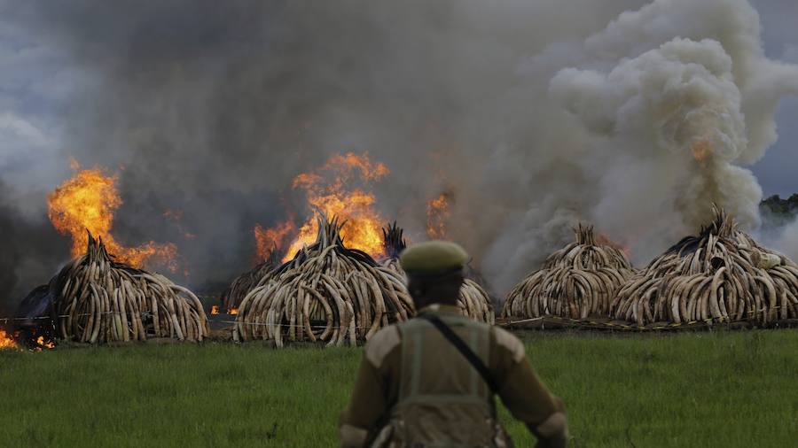 Arden los colmillos de 6.700 elefantes en Kenia