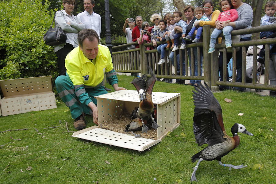 Suelta de patos en el Campo San Francisco