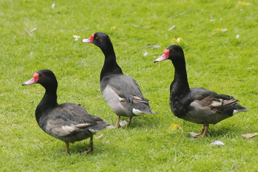 Suelta de patos en el Campo San Francisco