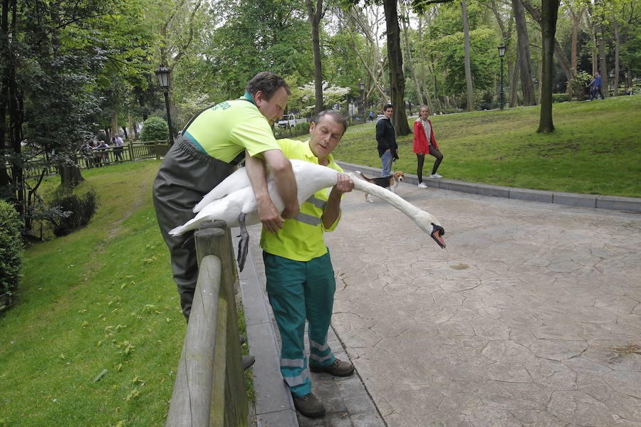 Suelta de patos en el Campo San Francisco