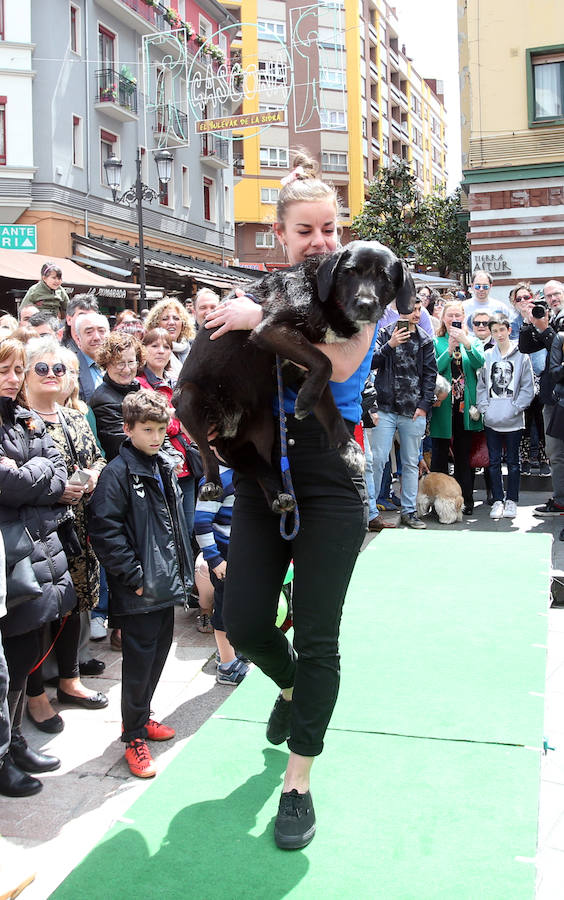 Desfile de perros en adopción en Oviedo