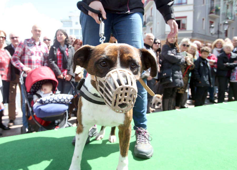 Desfile de perros en adopción en Oviedo