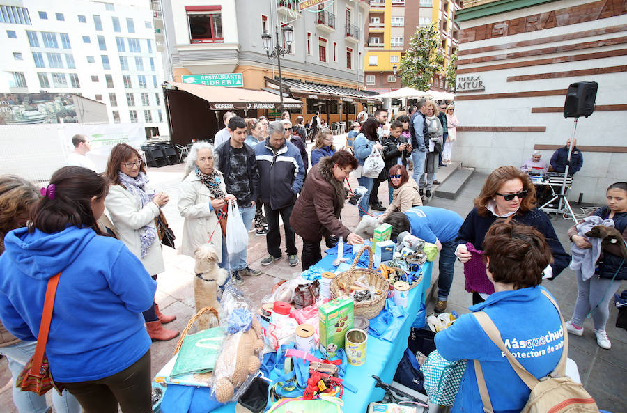 Desfile de perros en adopción en Oviedo