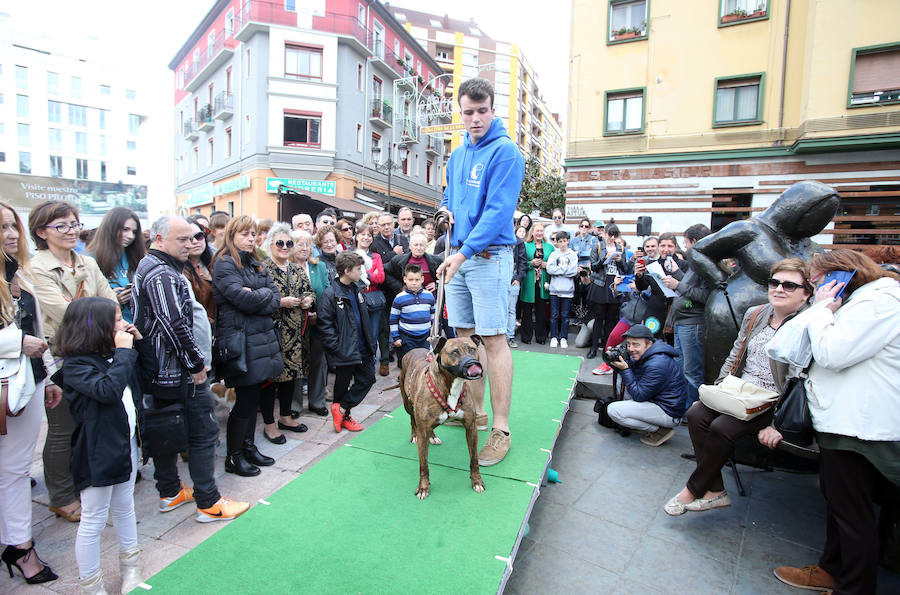 Desfile de perros en adopción en Oviedo