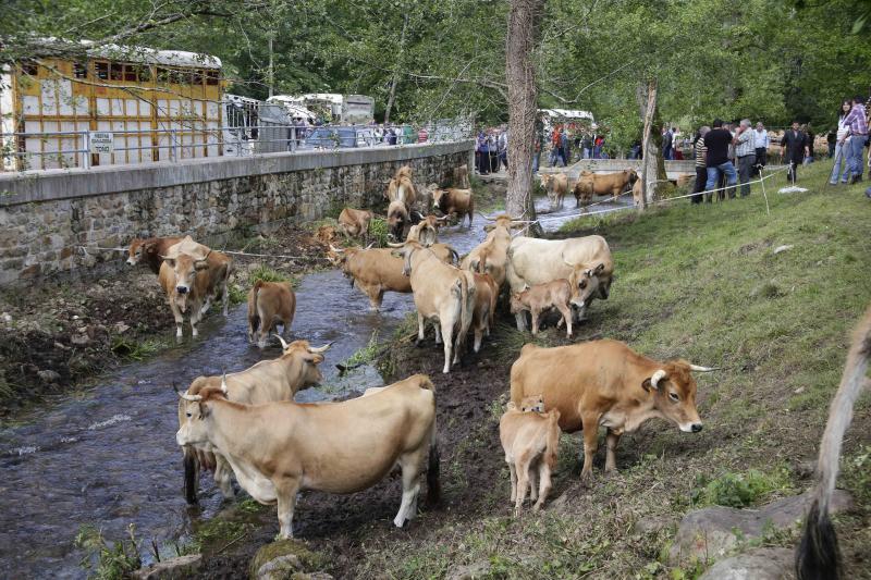 Más de 3.000 cabezas de ganado en la Feriona de Corao