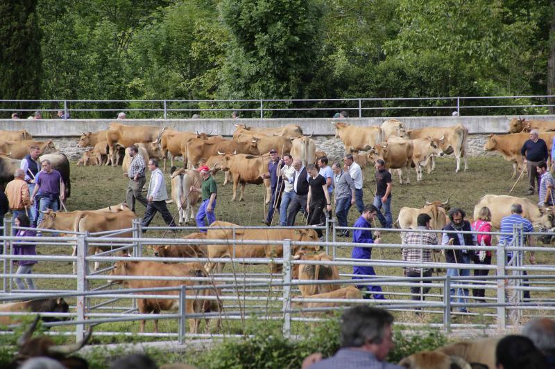 Más de 3.000 cabezas de ganado en la Feriona de Corao