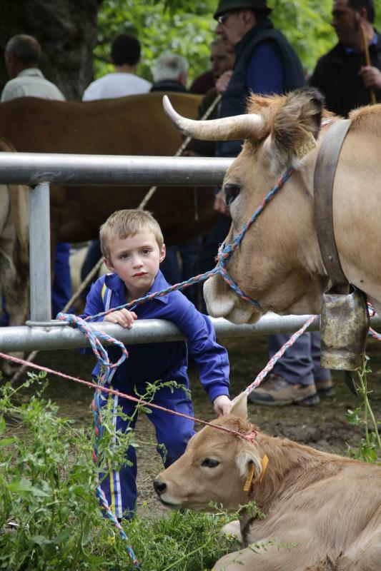 Más de 3.000 cabezas de ganado en la Feriona de Corao