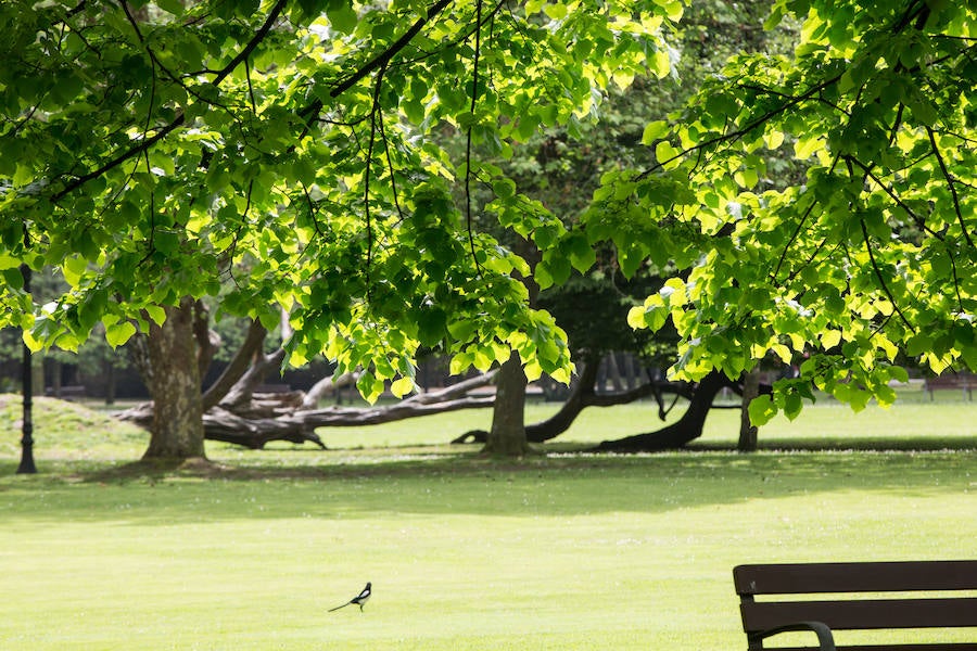 Parque de Ferrera. Avilés. 