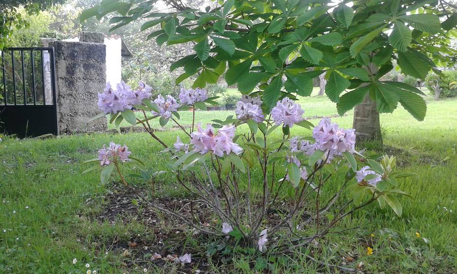 Rododendro y castaño de indias visten la primavera en esta finca de Arroes. 