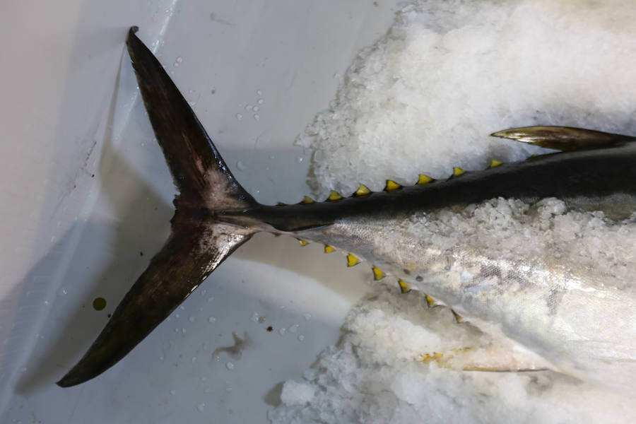 200,80 euros, el kilo de bonito en Avilés