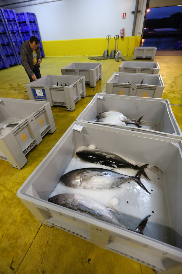 200,80 euros, el kilo de bonito en Avilés