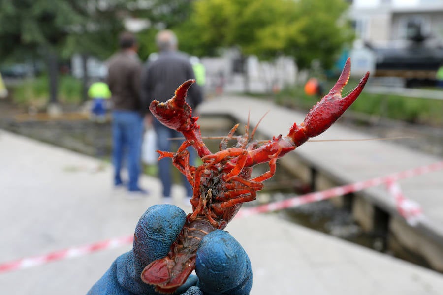 Continúan sacando cangrejos rojos en el estanque de la plaza de Europa