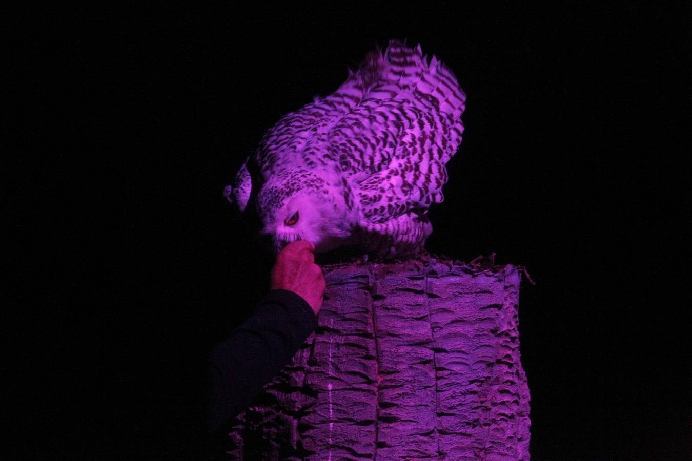 Nocturnia conquista las noches del Jardín Botánico de Gijón