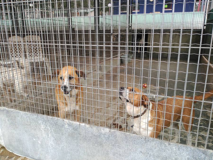 El abandono de animales se multiplica por el verano
