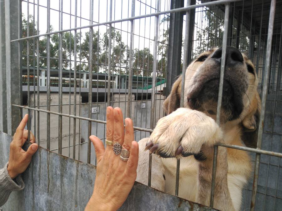 La perra Marga posa para la foto
