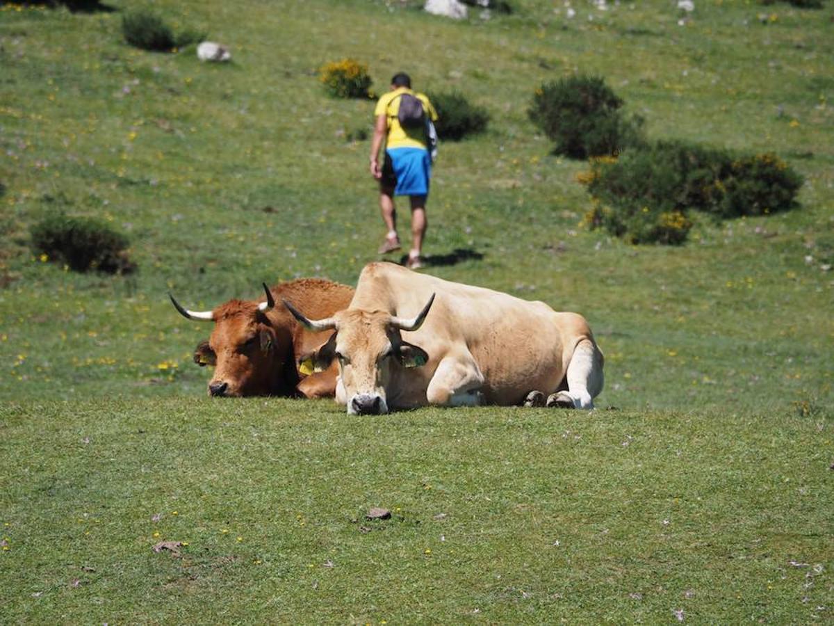 Lleno en los Lagos de Covadonga