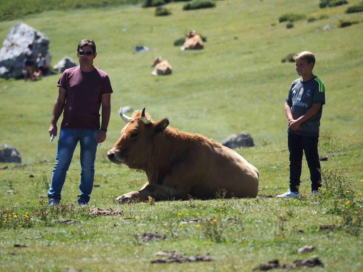 Lleno en los Lagos de Covadonga