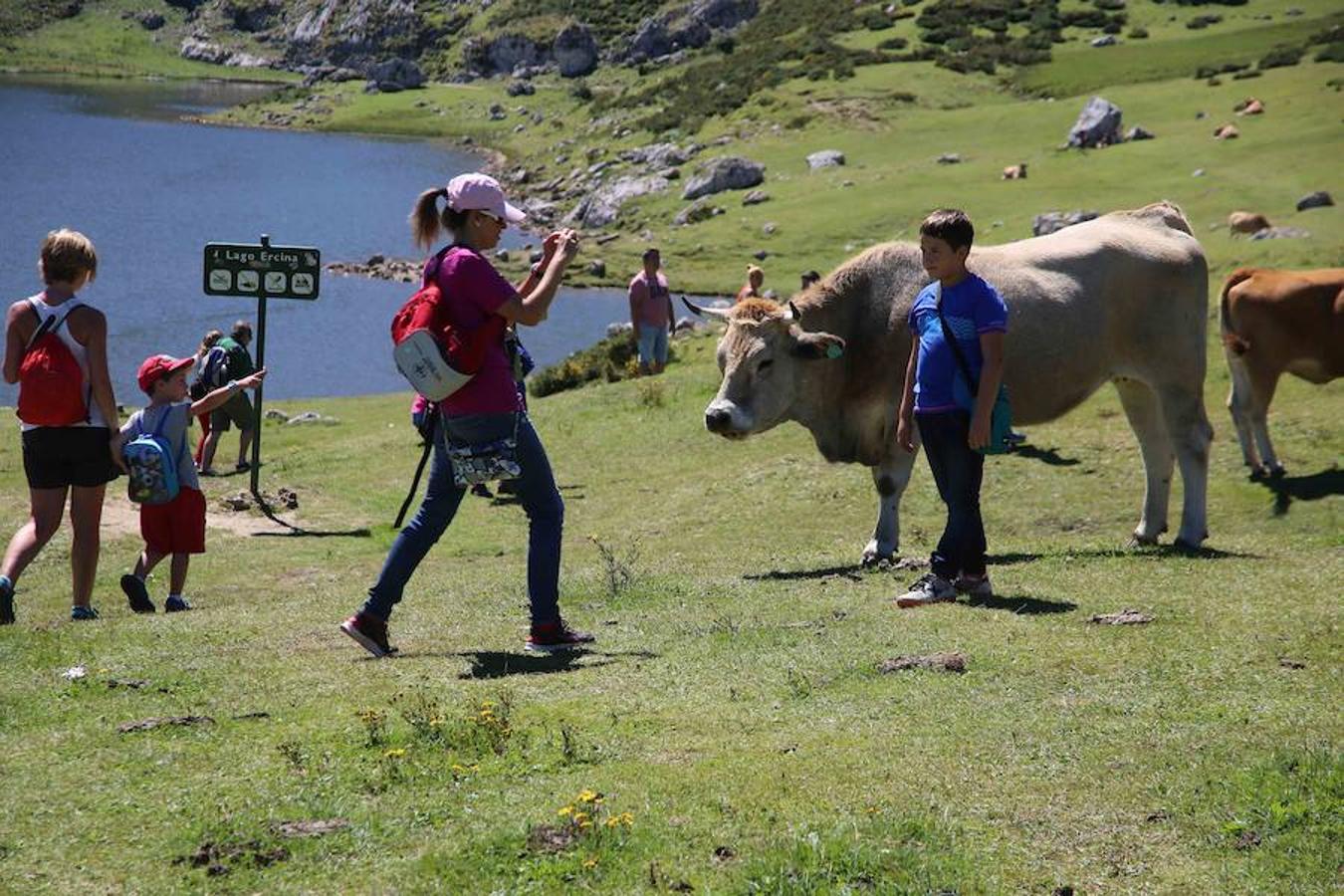 Lleno en los Lagos de Covadonga