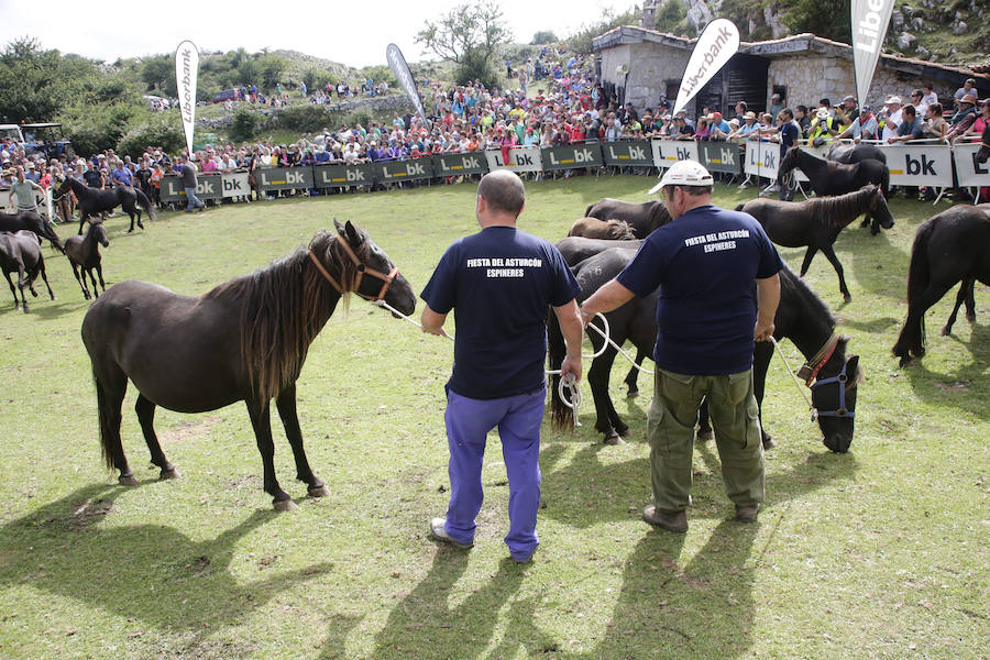 La Fiesta del Asturcón en la majada de Espineres