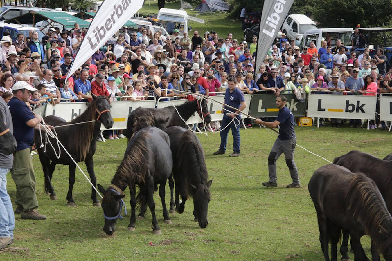 La Fiesta del Asturcón en la majada de Espineres