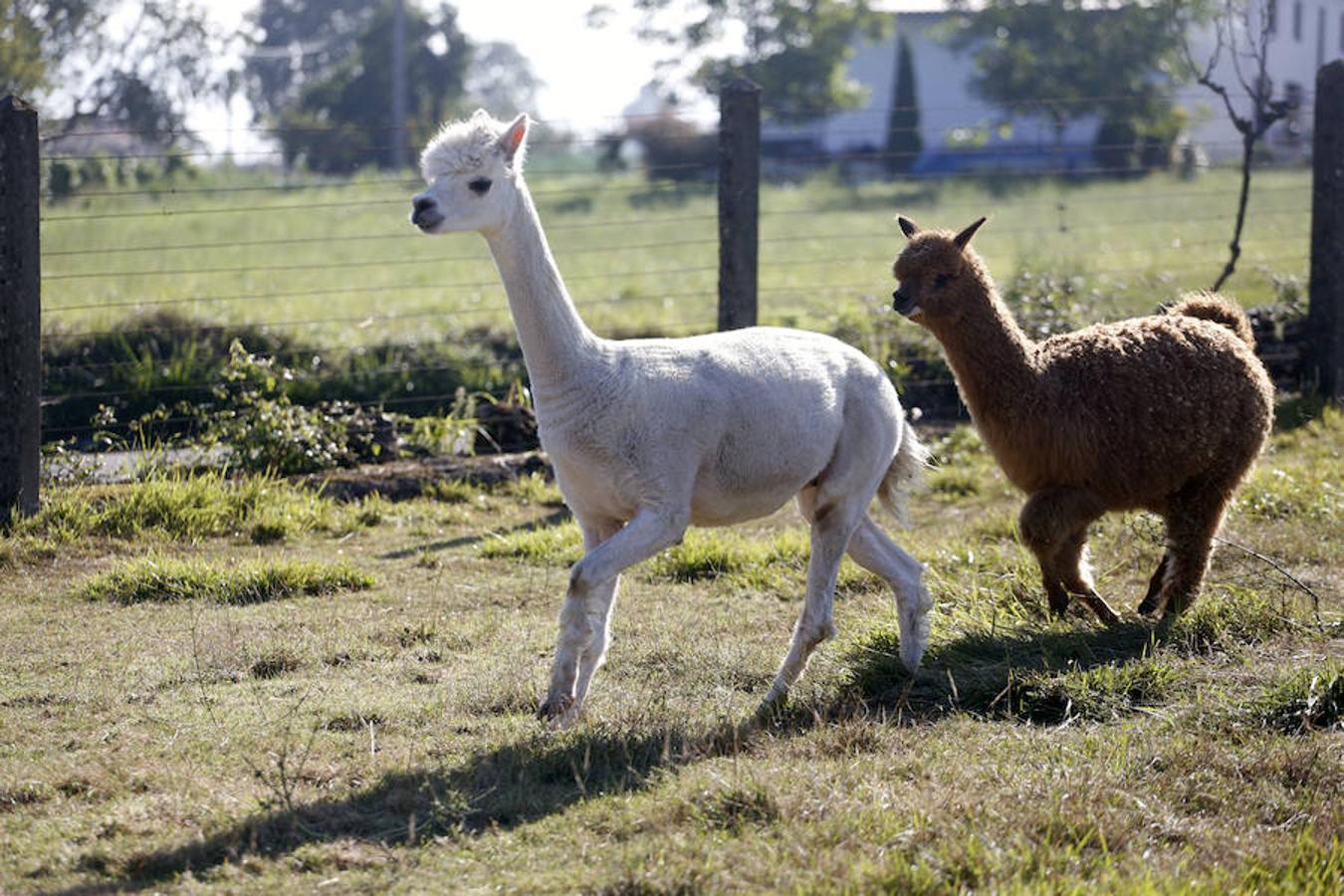 Alpacas.